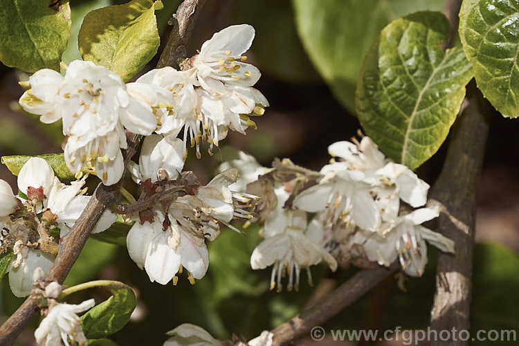 Alniphyllum fortunei, a large deciduous shrub or small tree to 10m tall, native to western China. The leaves, yellow-gold-tinted and downy when young, are up to 15cm long, as are its heads of small, summer-borne, white flowers. The flowers are short-lived and as can be seen here, they begin to brown almost as soon as they open. alniphyllum-2255htm'>Alniphyllum. <a href='styracaceae-plant-family-photoshtml'>Styracaceae</a>.