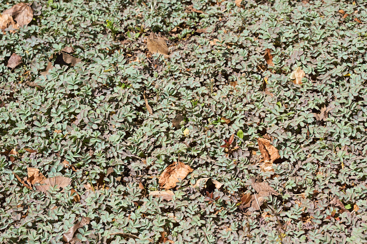 Glaucous Piripiri (<i>Acaena caesiiglauca</i>), an evergreen silvery-blue foliaged groundcover perennial found in the subalpine grassland of the eastern parts of the South Island of New Zealand. It has heads of tiny white flowers in summer and these develop into conspicuous red-brown burrs. Order: Rosales, Family: Rosaceae