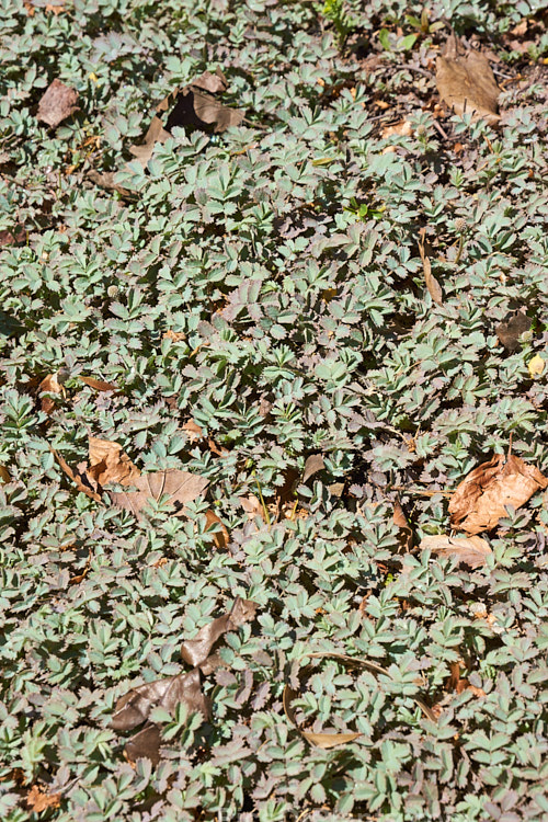 Glaucous Piripiri (<i>Acaena caesiiglauca</i>), an evergreen silvery-blue foliaged groundcover perennial found in the subalpine grassland of the eastern parts of the South Island of New Zealand. It has heads of tiny white flowers in summer and these develop into conspicuous red-brown burrs. Order: Rosales, Family: Rosaceae