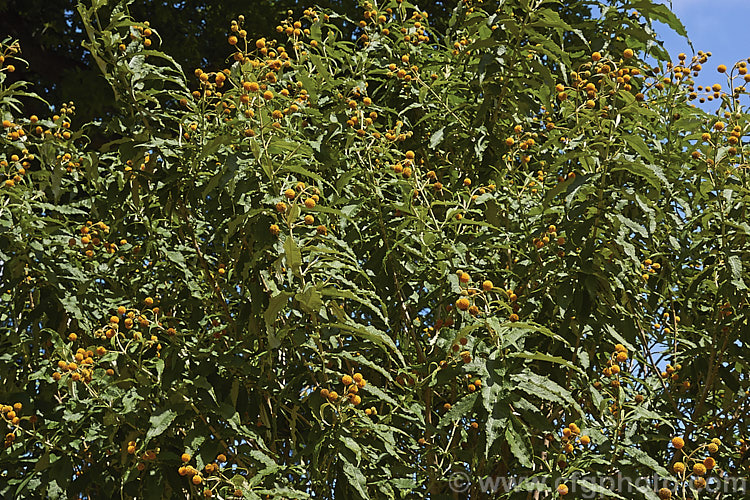 Orange Ball. Tree (<i>Buddleja globosa</i>), a near-evergreen, 4 x 6m tall shrub or small tree native to Chile and Argentina. Its small spherical flowerheads open from mid- to late spring. buddleja-2053htm'>Buddleja. <a href='scrophulariaceae-plant-family-photoshtml'>Scrophulariaceae</a>.