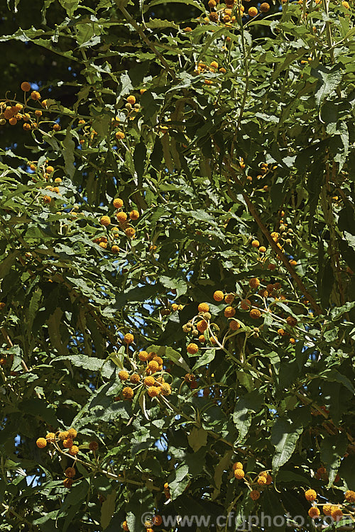 Orange Ball. Tree (<i>Buddleja globosa</i>), a near-evergreen, 4 x 6m tall shrub or small tree native to Chile and Argentina. Its small spherical flowerheads open from mid- to late spring. buddleja-2053htm'>Buddleja. <a href='scrophulariaceae-plant-family-photoshtml'>Scrophulariaceae</a>.