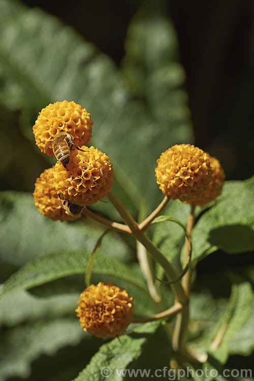 Orange Ball. Tree (<i>Buddleja globosa</i>), a near-evergreen, 4 x 6m tall shrub or small tree native to Chile and Argentina. Its small spherical flowerheads open from mid- to late spring. buddleja-2053htm'>Buddleja. <a href='scrophulariaceae-plant-family-photoshtml'>Scrophulariaceae</a>.