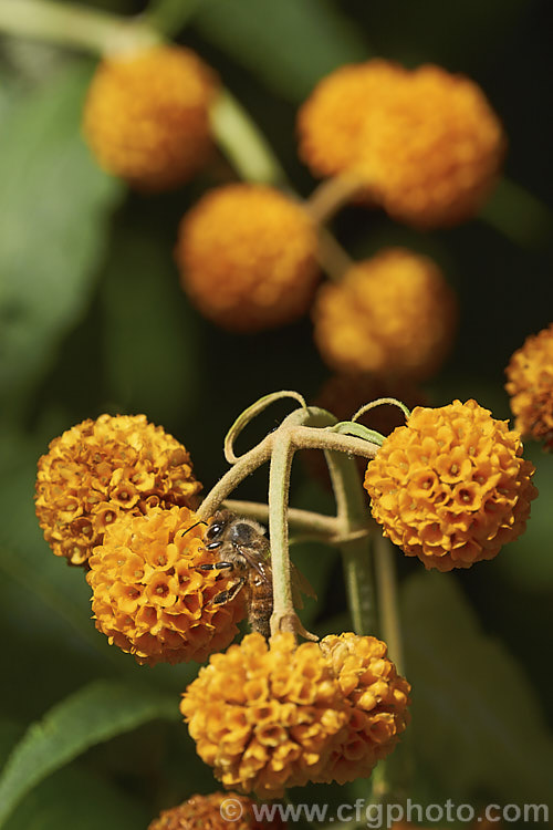 Orange Ball. Tree (<i>Buddleja globosa</i>), a near-evergreen, 4 x 6m tall shrub or small tree native to Chile and Argentina. Its small spherical flowerheads open from mid- to late spring. buddleja-2053htm'>Buddleja. <a href='scrophulariaceae-plant-family-photoshtml'>Scrophulariaceae</a>.