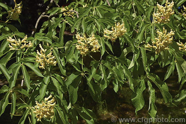 Sweet Buckeye or Yellow Buckeye (<i>Aesculus flava</i>), a North American tree that can grow to over 25m tall. The fruit is a hard brown nut in a smooth case. Order Sapindales, Family: Sapindaceae