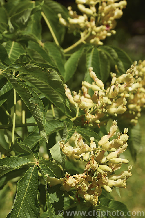 Sweet Buckeye or Yellow Buckeye (<i>Aesculus flava</i>), a North American tree that can grow to over 25m tall. The fruit is a hard brown nut in a smooth case. Order Sapindales, Family: Sapindaceae