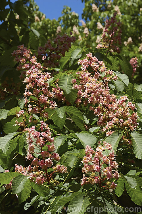 <i>Aesculus x carnea</i> 'Plantierensis' (<i>Aesculus hippocastanum x Aesculus pavia</i>). One of the lesser known cultivars of this cross, with flowers of a much lighter colour than the more commonly grown 'Briotii'. Order Sapindales, Family: Sapindaceae