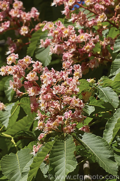 <i>Aesculus x carnea</i> 'Plantierensis' (<i>Aesculus hippocastanum x Aesculus pavia</i>). One of the lesser known cultivars of this cross, with flowers of a much lighter colour than the more commonly grown 'Briotii'. Order Sapindales, Family: Sapindaceae