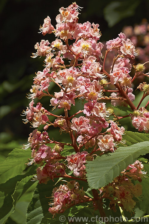 <i>Aesculus x carnea</i> 'Plantierensis' (<i>Aesculus hippocastanum x Aesculus pavia</i>). One of the lesser known cultivars of this cross, with flowers of a much lighter colour than the more commonly grown 'Briotii'. Order Sapindales, Family: Sapindaceae