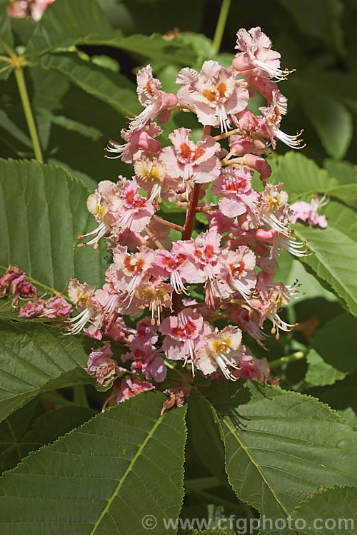 <i>Aesculus x carnea</i> 'Plantierensis' (<i>Aesculus hippocastanum x Aesculus pavia</i>). One of the lesser known cultivars of this cross, with flowers of a much lighter colour than the more commonly grown 'Briotii'. Order Sapindales, Family: Sapindaceae