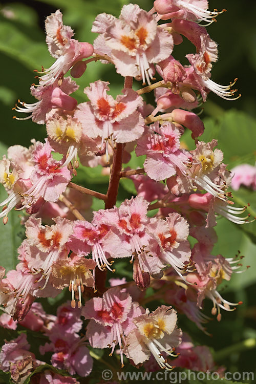 <i>Aesculus x carnea</i> 'Plantierensis' (<i>Aesculus hippocastanum x Aesculus pavia</i>). One of the lesser known cultivars of this cross, with flowers of a much lighter colour than the more commonly grown 'Briotii'. Order Sapindales, Family: Sapindaceae