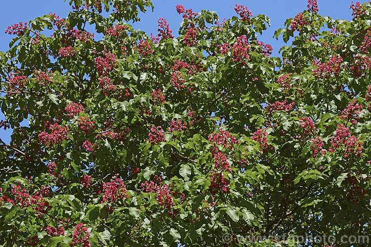 Aesculus x carnea 'Briotii' (<i>Aesculus hippocastanum x Aesculus pavia</i>). The darkest-flowered and most popular cultivar of this cross, it is a 15-25m tall deciduous tree widely cultivated as a specimen or street tree. Order Sapindales, Family: Sapindaceae