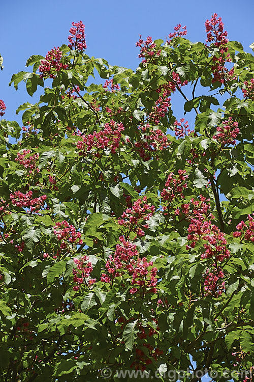 Aesculus x carnea 'Briotii' (<i>Aesculus hippocastanum x Aesculus pavia</i>). The darkest-flowered and most popular cultivar of this cross, it is a 15-25m tall deciduous tree widely cultivated as a specimen or street tree. Order Sapindales, Family: Sapindaceae