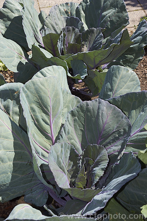 'Red Rooster' a cultivar of Red Cabbage or Purple Cabbage (<i>Brassica oleracea var. capitata forma rubra</i>), a form of cabbage with smooth, heavily veined foliage that may have a purple-red tint to a very deep red coloration. Order: Brassicales, Family: Brassicaceae