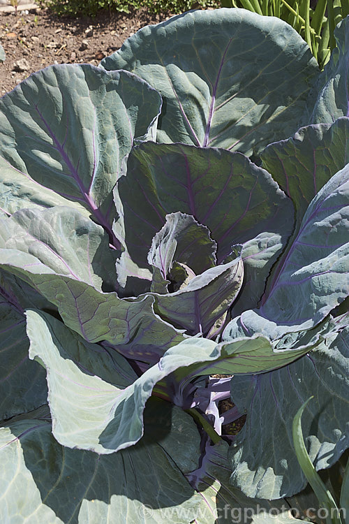 'Red Rooster' a cultivar of Red Cabbage or Purple Cabbage (<i>Brassica oleracea var. capitata forma rubra</i>), a form of cabbage with smooth, heavily veined foliage that may have a purple-red tint to a very deep red coloration. Order: Brassicales, Family: Brassicaceae