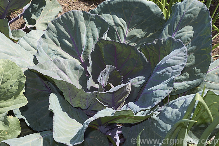 'Red Rooster' a cultivar of Red Cabbage or Purple Cabbage (<i>Brassica oleracea var. capitata forma rubra</i>), a form of cabbage with smooth, heavily veined foliage that may have a purple-red tint to a very deep red coloration. Order: Brassicales, Family: Brassicaceae