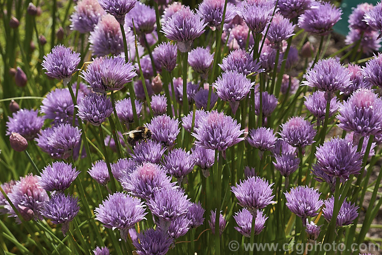 The showy flowerheads of Chives (<i>Allium schoenoprasum</i>), although primarily grown as a culinary herb. Chive flowers are quite ornamental, and edible. The species has a widespread. Northern Hemisphere range. allium-2045htm'>Allium.