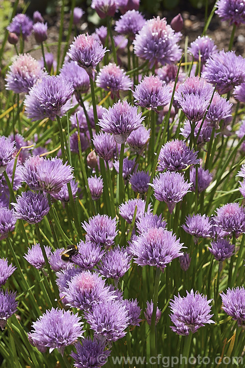 The showy flowerheads of Chives (<i>Allium schoenoprasum</i>), although primarily grown as a culinary herb. Chive flowers are quite ornamental, and edible. The species has a widespread. Northern Hemisphere range. allium-2045htm'>Allium.