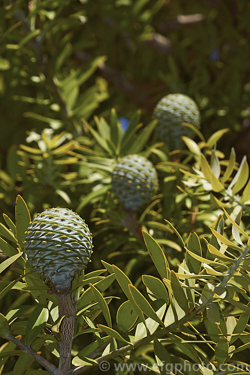 Kauri (<i>Agathis australis</i>) with immature cones. The largest New Zealand native tree, the kauri has an extremely strong, durable wood that is excellent for high grade furniture and construction. Its thick, leathery leaves and globular cones make it an attractive garden plant when young. Order: Araucariales, Family: Araucariaceae