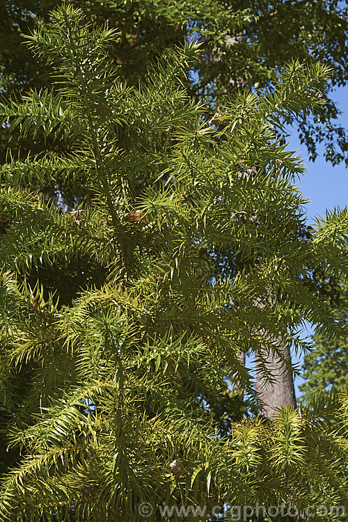 Parana Pine, Brazilian Pine or Candelabra Tree (<i>Araucaria angustifolia</i>), an evergreen conifer up to 40m tall, found in Brazil and neighbouring parts of Paraguay and Argentina, usually in mountain forests at elevations up to 1800m. Its branches are covered in fierce, sharp edged, spine-tipped leaves, as is the trunk when young. When mature the tree has branches held in a distinctive radiating pattern resembling a candelabra. Order: Pinales, Family: Araucariaceae