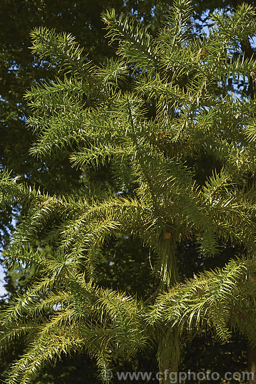 Parana Pine, Brazilian Pine or Candelabra Tree (<i>Araucaria angustifolia</i>), an evergreen conifer up to 40m tall, found in Brazil and neighbouring parts of Paraguay and Argentina, usually in mountain forests at elevations up to 1800m. Its branches are covered in fierce, sharp edged, spine-tipped leaves, as is the trunk when young. When mature the tree has branches held in a distinctive radiating pattern resembling a candelabra. Order: Pinales, Family: Araucariaceae