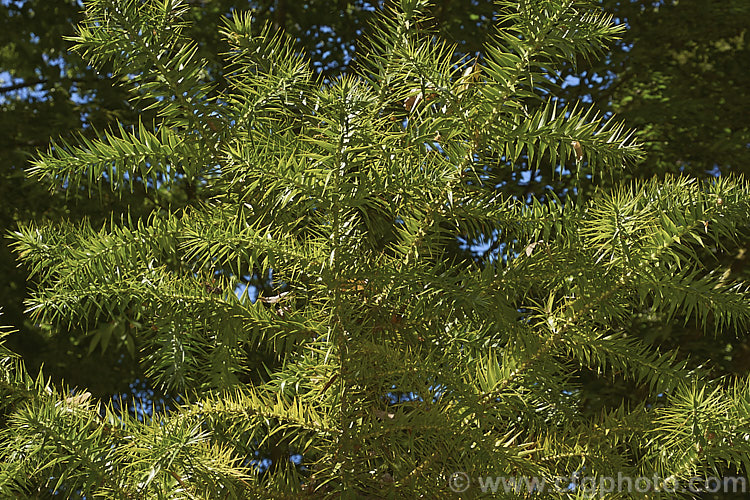 Parana Pine, Brazilian Pine or Candelabra Tree (<i>Araucaria angustifolia</i>), an evergreen conifer up to 40m tall, found in Brazil and neighbouring parts of Paraguay and Argentina, usually in mountain forests at elevations up to 1800m. Its branches are covered in fierce, sharp edged, spine-tipped leaves, as is the trunk when young. When mature the tree has branches held in a distinctive radiating pattern resembling a candelabra. Order: Pinales, Family: Araucariaceae