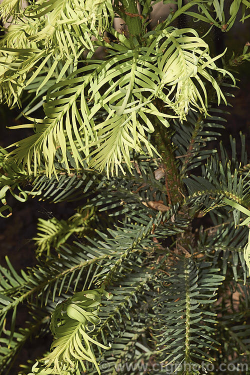 Wollemi. Pine (<i>Wollemia nobilis</i>) with soft, pale new growth. This evergreen conifer, up to 40m tall, was discovered in a narrow gorge in the Wollemi. National. Park, northwest of Sydney,Australia in 1994. The genus is thought to be around 200 million years old, is a member of the Araucariaceae and related to the Monkey Puzzle and Norfolk Island Pine. Although extremely rare in the wild, the Wollemi. Pine is slowly entering cultivation. wollemia-2935htm'>Wollemia. <a href='araucariaceae-plant-family-photoshtml'>Araucariaceae</a>.