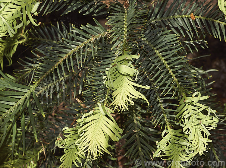 Wollemi. Pine (<i>Wollemia nobilis</i>) with soft, pale new growth. This evergreen conifer, up to 40m tall, was discovered in a narrow gorge in the Wollemi. National. Park, northwest of Sydney,Australia in 1994. The genus is thought to be around 200 million years old, is a member of the Araucariaceae and related to the Monkey Puzzle and Norfolk Island Pine. Although extremely rare in the wild, the Wollemi. Pine is slowly entering cultivation. wollemia-2935htm'>Wollemia. <a href='araucariaceae-plant-family-photoshtml'>Araucariaceae</a>.