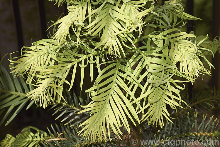 Soft, pale new growth of the Wollemi. Pine (<i>Wollemia nobilis</i>), an evergreen conifer up to 40m tall, discovered in a narrow gorge in the Wollemi. National. Park, northwest of Sydney,Australia in 1994. The genus is thought to be around 200 million years old, is a member of the Araucariaceae and related to the Monkey Puzzle and Norfolk Island Pine. Although extremely rare in the wild, the Wollemi. Pine is slowly entering cultivation. wollemia-2935htm'>Wollemia. <a href='araucariaceae-plant-family-photoshtml'>Araucariaceae</a>.