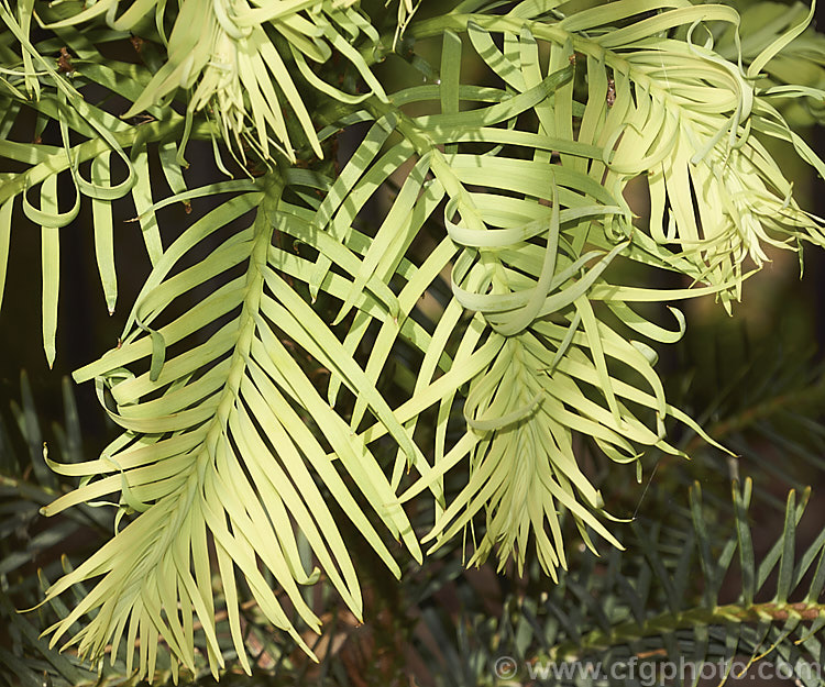 Soft, pale new growth of the Wollemi. Pine (<i>Wollemia nobilis</i>), an evergreen conifer up to 40m tall, discovered in a narrow gorge in the Wollemi. National. Park, northwest of Sydney,Australia in 1994. The genus is thought to be around 200 million years old, is a member of the Araucariaceae and related to the Monkey Puzzle and Norfolk Island Pine. Although extremely rare in the wild, the Wollemi. Pine is slowly entering cultivation. wollemia-2935htm'>Wollemia. <a href='araucariaceae-plant-family-photoshtml'>Araucariaceae</a>.