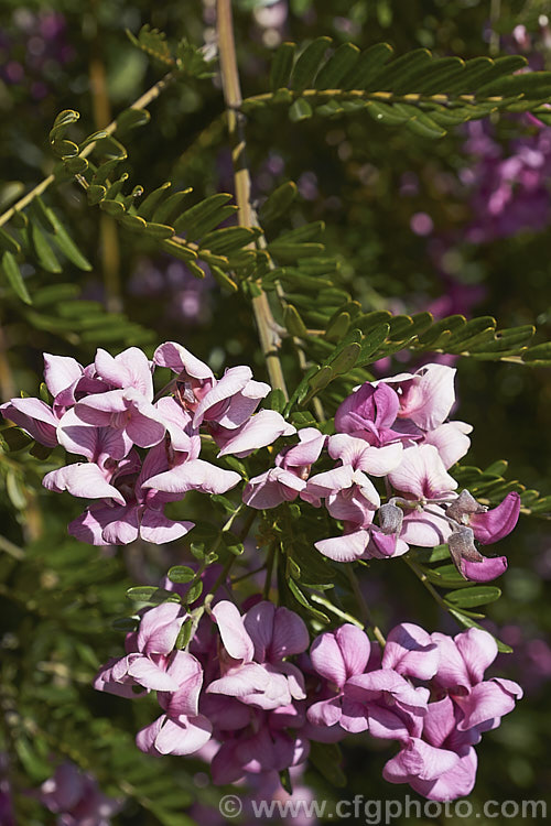 Flowers of the Keurboom (<i>Virgilia divaricata</i>), an evergreen leguminous large shrub or tree native to South Africa. The flowers, which open from spring, are pleasantly scented and range in colour from almost white to deep purple-pink. virgilia-3391htm'>Virgilia.