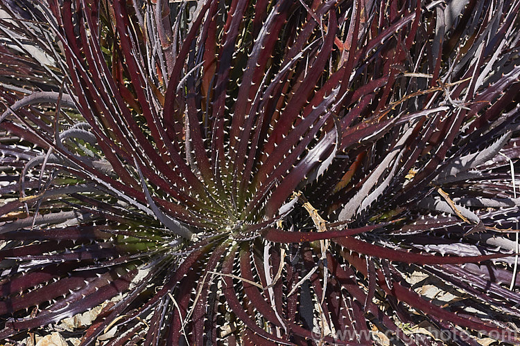 Foliage rosette of Dyckia fosteriana, a stemless, late spring- to early summer-flowering, rosette-forming bromeliad native to Brazil. The flowers are borne on stems up to 60cm tall. The flower colour ranges from deep yellow to orange and the bronze foliage varies in the degree to which it is covered with silvery grey scales. dyckia-2891htm'>Dyckia.