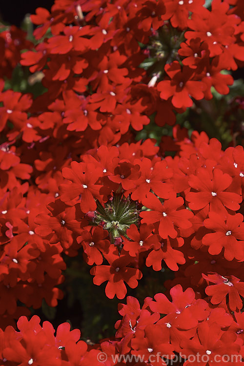 Verbena x hybrida 'Fire Chief', one of the many cultivars resulting from hybridising between several species. These perennials are often treated as annuals and are available in many colours 'Fire Chief' has bight red flowers in abundance. verbena-2396htm'>Verbena. .