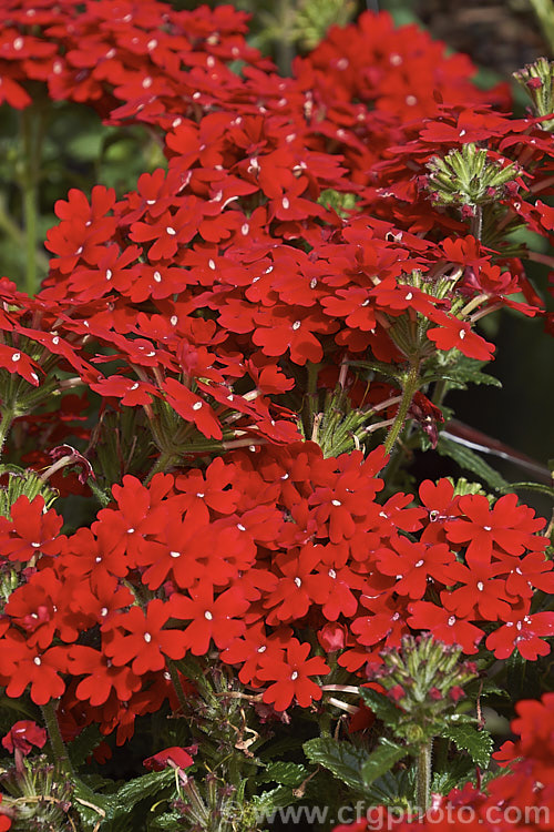 Verbena x hybrida 'Fire Chief', one of the many cultivars resulting from hybridising between several species. These perennials are often treated as annuals and are available in many colours 'Fire Chief' has bight red flowers in abundance. verbena-2396htm'>Verbena. .
