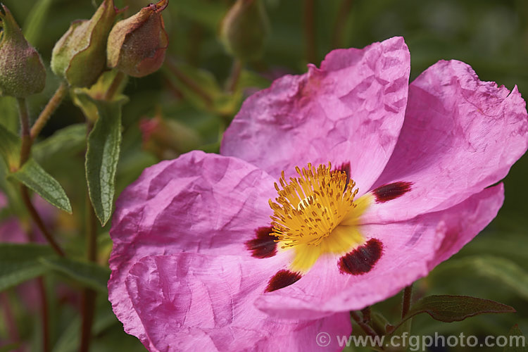 The bright and boldly marked flower of the Rock Rose Cistus x purpureus 'Brilliancy' (<i>Cistus ladinifer x Cistus incanus subsp. creticus</i>), a sticky-leafed shrub that thrives in warm dry locations and grows to 12m high. cistus-2182htm'>Cistus. <a href='cistaceae-plant-family-photoshtml'>Cistaceae</a>.