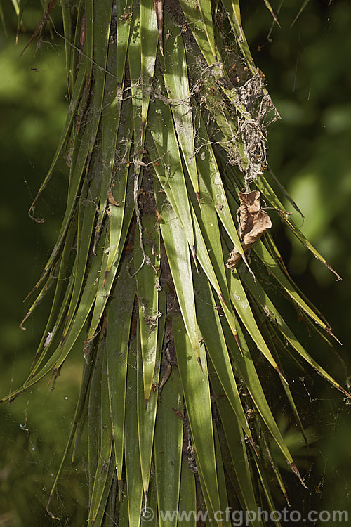 The trunk of a young Parana Pine, Brazilian Pine or Candelabra Tree (<i>Araucaria angustifolia</i>) with its protective coat of overlapping, downward-facing, spine-tipped leaves. This evergreen conifer, up to 40m tall, is found in Brazil and neighbouring parts of Paraguay and Argentina, usually in mountain forests at elevations up to 1800m. Its branches are covered in fierce, sharp edged, spine-tipped leaves, as is the trunk when young. When mature the tree has branches held in a distinctive radiating pattern resembling a candelabra. Order: Pinales, Family: Araucariaceae