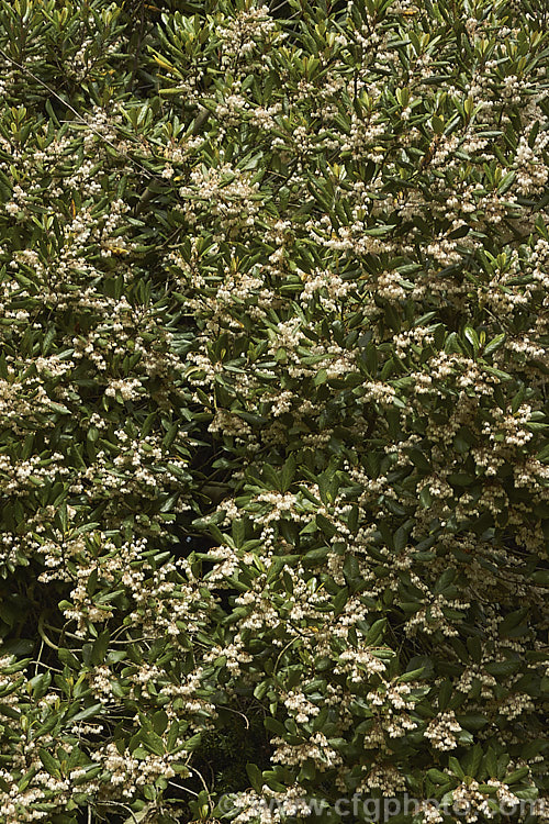 Hinau (<i>Elaeocarpus dentatus</i>), an evergreen spring-flowering tree native to New Zealand It grows to as much as 18m tall, though it is usually considerably smaller in cultivation. The sprays of small white flowers are followed by olive-sized fruits that become reddish-purple when ripe. elaeocarpus-2062htm'>Elaeocarpus. <a href='elaeocarpaceae-plant-family-photoshtml'>Elaeocarpaceae</a>.