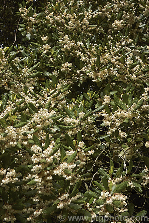 Hinau (<i>Elaeocarpus dentatus</i>), an evergreen spring-flowering tree native to New Zealand It grows to as much as 18m tall, though it is usually considerably smaller in cultivation. The sprays of small white flowers are followed by olive-sized fruits that become reddish-purple when ripe. elaeocarpus-2062htm'>Elaeocarpus. <a href='elaeocarpaceae-plant-family-photoshtml'>Elaeocarpaceae</a>.