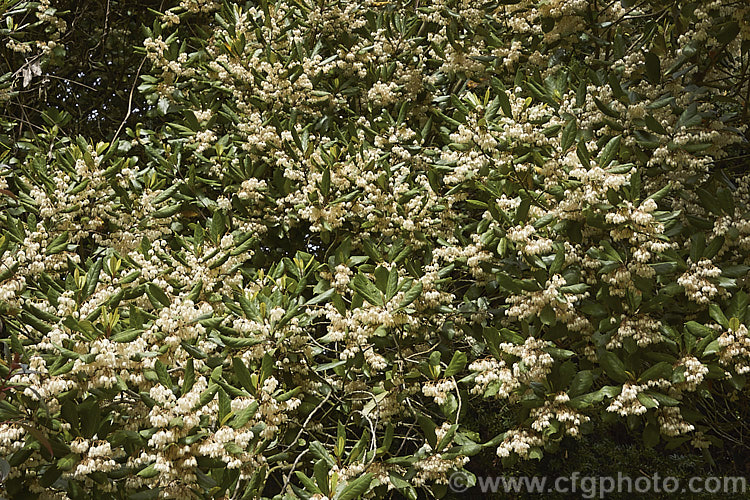 Hinau (<i>Elaeocarpus dentatus</i>), an evergreen spring-flowering tree native to New Zealand It grows to as much as 18m tall, though it is usually considerably smaller in cultivation. The sprays of small white flowers are followed by olive-sized fruits that become reddish-purple when ripe. elaeocarpus-2062htm'>Elaeocarpus. <a href='elaeocarpaceae-plant-family-photoshtml'>Elaeocarpaceae</a>.