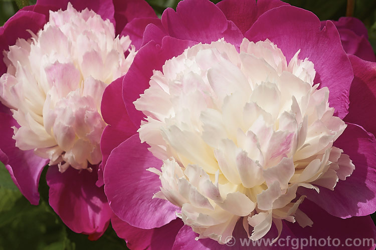 Paeonia 'Gay. Paree', a 1933. Paeonia lactiflora hybrid with an interesting combination of deep pink guard petals and a pale pink petaloid centre, sometimes known as a Japanese form peony flower. paeonia-2089htm'>Peony. <a href='paeoniaceae-plant-family-photoshtml'>Paeoniaceae</a>.