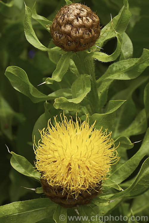 Centaurea macrocephala, a very hardy perennial native to the Caucasus It flowers in late spring and early summer and grows to around 1m high x 1.2m wide. Order: Asterales, Family: Asteraceae