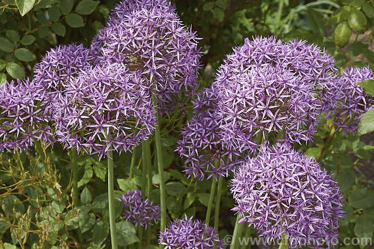 Allium 'Lucy. Ball' (<i>Allium hollandicum x Allium macleanii</i>), a hybrid ornamental onion with large, showy flowerheads on stems up to 1m tall. The flowers appear form late spring. allium-2045htm'>Allium.