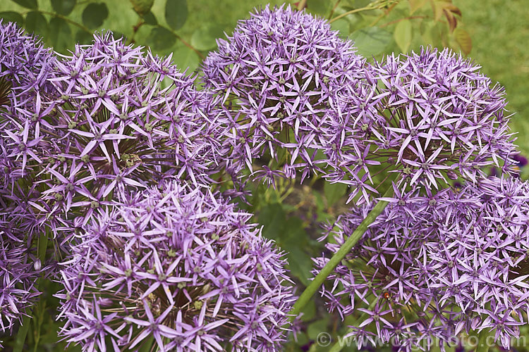 Allium 'Lucy. Ball' (<i>Allium hollandicum x Allium macleanii</i>), a hybrid ornamental onion with large, showy flowerheads on stems up to 1m tall. The flowers appear form late spring. allium-2045htm'>Allium.