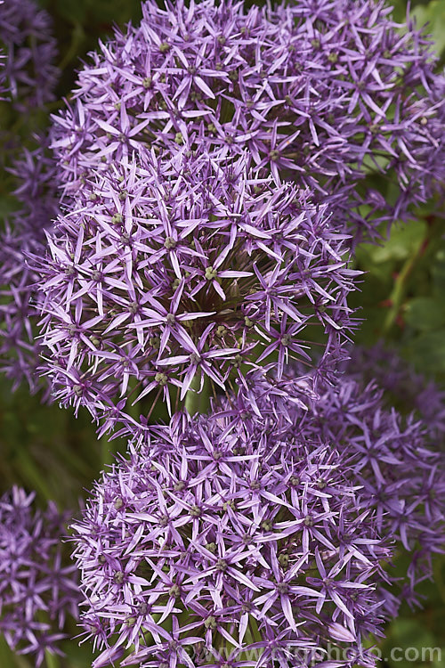 Allium 'Lucy. Ball' (<i>Allium hollandicum x Allium macleanii</i>), a hybrid ornamental onion with large, showy flowerheads on stems up to 1m tall. The flowers appear form late spring. allium-2045htm'>Allium.