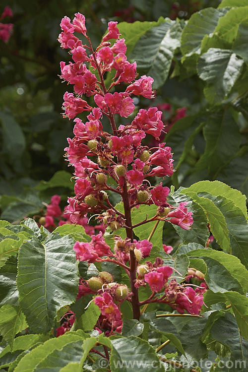 Aesculus x carnea 'Briotii' (<i>Aesculus hippocastanum x Aesculus pavia</i>). The darkest-flowered and most popular cultivar of this cross, it is a 15-25m tall deciduous tree widely cultivated as a specimen or street tree. Order Sapindales, Family: Sapindaceae