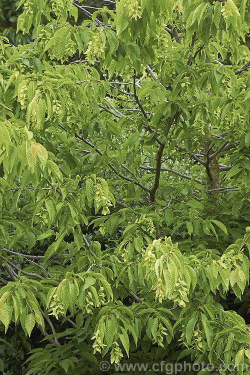 American. Hornbeam (<i>Carpinus caroliniana</i>), a 10-15m tall deciduous tree found in North America east of the Rockies from southern Canada to Texas and Florida and at high altitudes in the mountains of Central America. It has a hard, heavy, dense wood that is mainly used where impact resistance is required, such as for tool handles. Order: Fagales, Family: Betulaceae