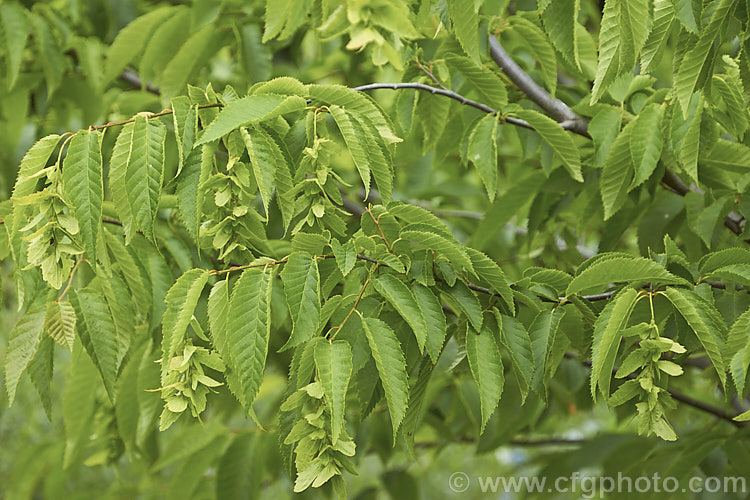 American. Hornbeam (<i>Carpinus caroliniana</i>), a 10-15m tall deciduous tree found in North America east of the Rockies from southern Canada to Texas and Florida and at high altitudes in the mountains of Central America. It has a hard, heavy, dense wood that is mainly used where impact resistance is required, such as for tool handles. Order: Fagales, Family: Betulaceae