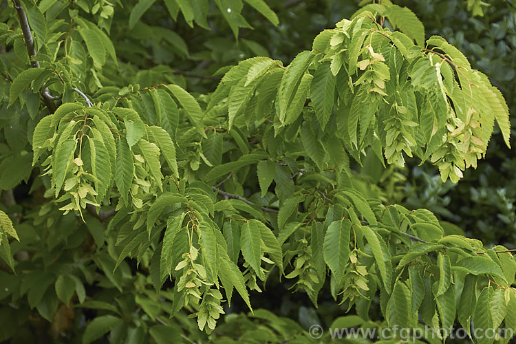 American. Hornbeam (<i>Carpinus caroliniana</i>), a 10-15m tall deciduous tree found in North America east of the Rockies from southern Canada to Texas and Florida and at high altitudes in the mountains of Central America. It has a hard, heavy, dense wood that is mainly used where impact resistance is required, such as for tool handles. Order: Fagales, Family: Betulaceae