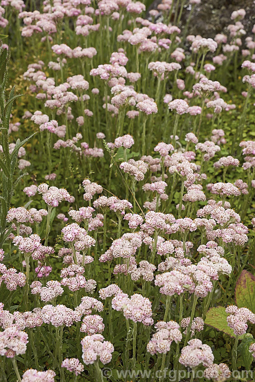 Pink Catsfoot (<i>Antennaria dioica 'Rosea'), a pink-flowered cultivar of a normally white- to pale pink-flowered, spring-blooming, mat-forming Northern Hemisphere perennial that is densely covered with silver-grey hair. antennaria-2342htm'>Antennaria.