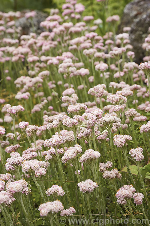 Pink Catsfoot (<i>Antennaria dioica 'Rosea'), a pink-flowered cultivar of a normally white- to pale pink-flowered, spring-blooming, mat-forming Northern Hemisphere perennial that is densely covered with silver-grey hair. antennaria-2342htm'>Antennaria.