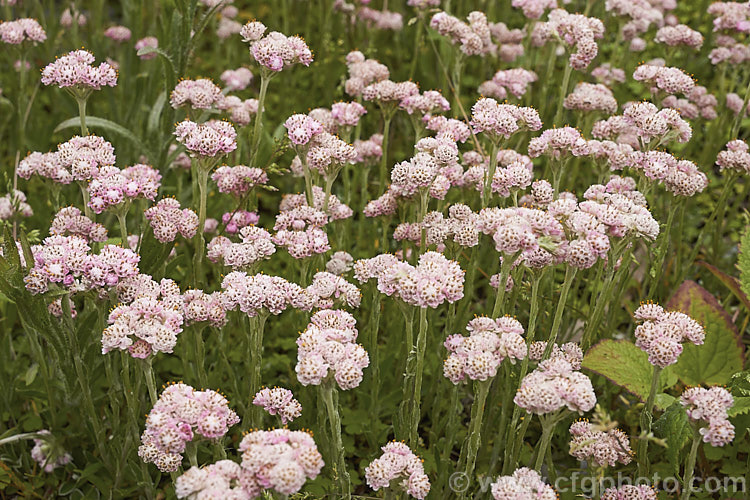 Pink Catsfoot (<i>Antennaria dioica 'Rosea'), a pink-flowered cultivar of a normally white- to pale pink-flowered, spring-blooming, mat-forming Northern Hemisphere perennial that is densely covered with silver-grey hair. antennaria-2342htm'>Antennaria.
